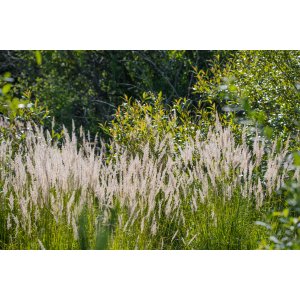 Smlz ostrokvetý (Calamagrostis x acutiflora) ´KARL FOERSTER´ kont.P9
